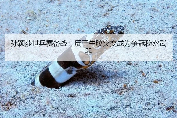 sun-ying-sha-shi-ping-sai-bei-zhan-fan-shou-sheng-jiao-tu-bian-cheng-wei-zheng-guan-mi-mi-wu-qi-2-699.jpg